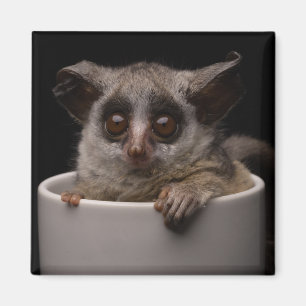 Cutest Baby djur Cute Bushbaby Magnet