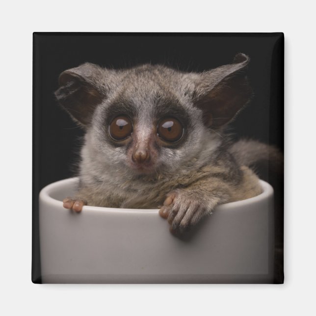 Cutest Baby djur | Cute Bushbaby Magnet (Framsidan)