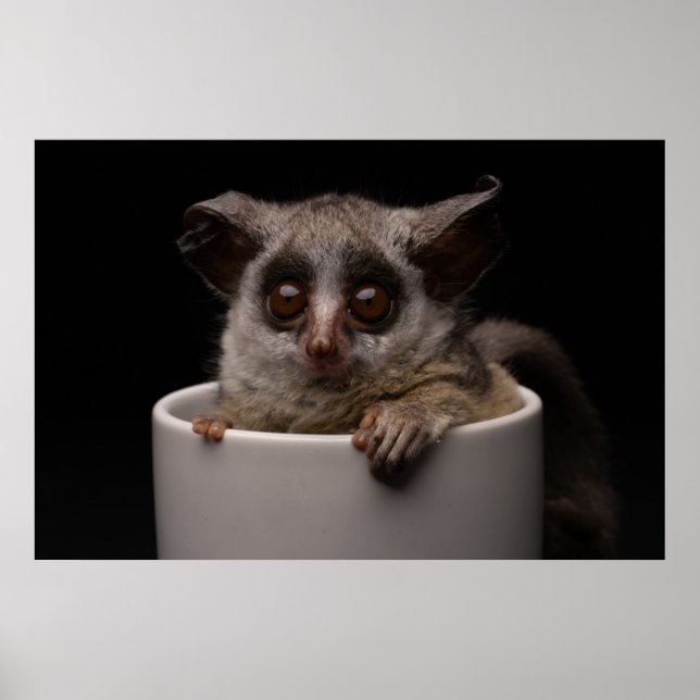 Cutest Baby djur | Cute Bushbaby Poster (Framsidan)