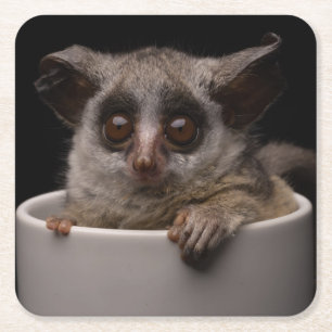 Cutest Baby djur Cute Bushbaby Underlägg Papper Kvadrat