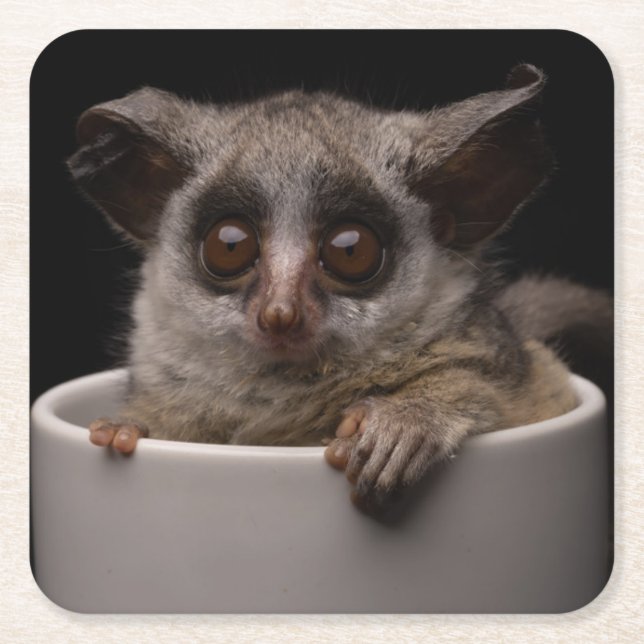 Cutest Baby djur | Cute Bushbaby Underlägg Papper Kvadrat (Framsidan)