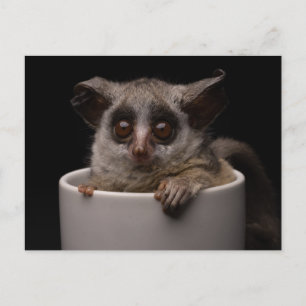 Cutest Baby djur Cute Bushbaby Vykort