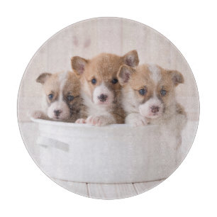 Cutest Baby djur Cute Corgi Puppies i en hamn