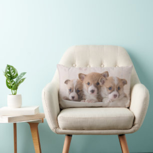 Cutest Baby djur Cute Corgi Puppies i en hamn Lumbarkudde