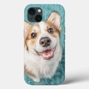 Cutest Baby djur   Cute Corgi Puppy Smile