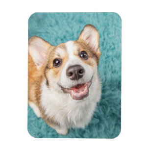 Cutest Baby djur Cute Corgi Puppy Smile Magnet
