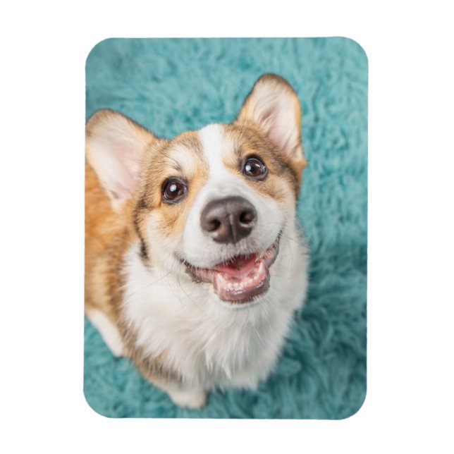 Cutest Baby djur | Cute Corgi Puppy Smile Magnet (Vertikal)