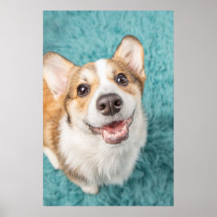 Cutest Baby djur Cute Corgi Puppy Smile Poster