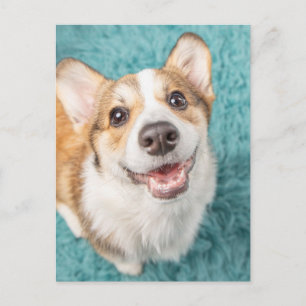 Cutest Baby djur Cute Corgi Puppy Smile Vykort
