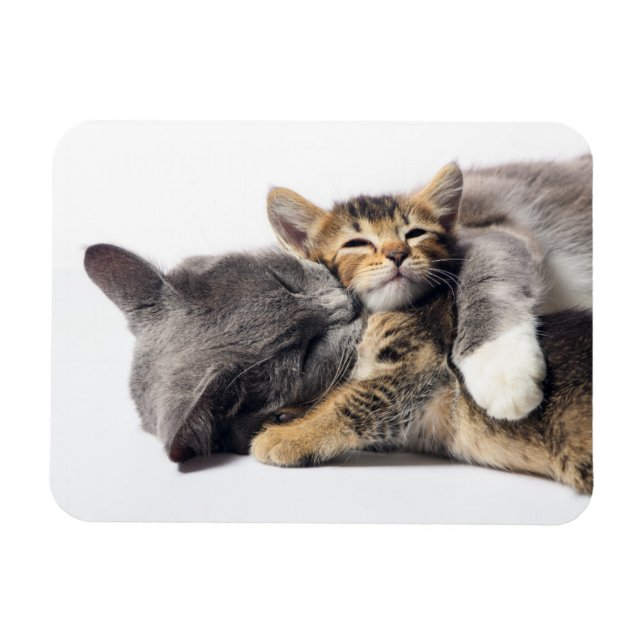 Cutest Baby djur | Cute Kitten Hug Magnet (Horisontell)