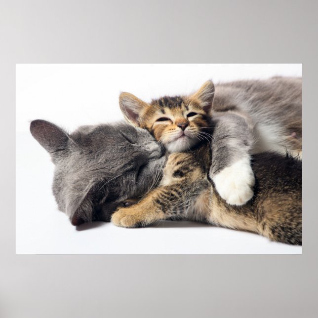 Cutest Baby djur | Cute Kitten Hug Poster (Framsidan)