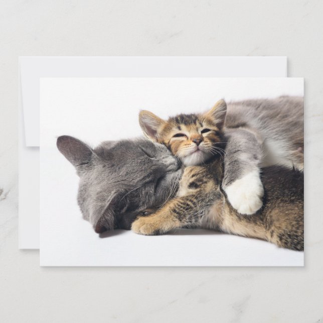 Cutest Baby djur | Cute Kitten Hug Tack Kort (Framsida)