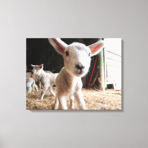 Cutest Baby djur Cute Lamb i en anläggning Canvastryck