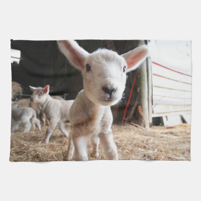 Cutest Baby djur | Cute Lamb i en anläggning Kökshandduk (Horisontell)