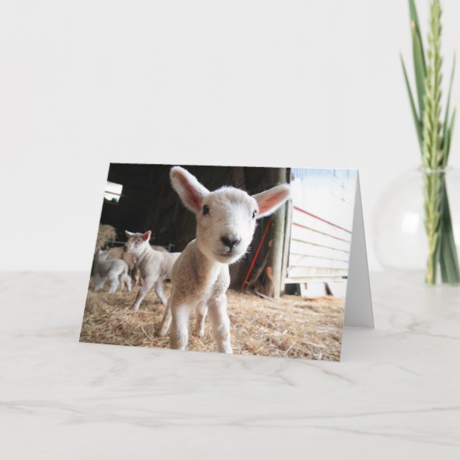 Cutest Baby djur | Cute Lamb i en anläggning Kort (Framsida)