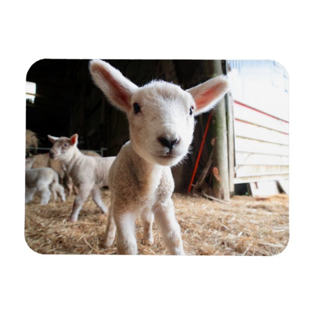 Cutest Baby djur | Cute Lamb i en anläggning Magnet (Horisontell)