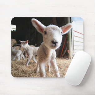 Cutest Baby djur Cute Lamb i en anläggning Musmatta