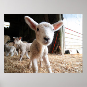 Cutest Baby djur Cute Lamb i en anläggning Poster