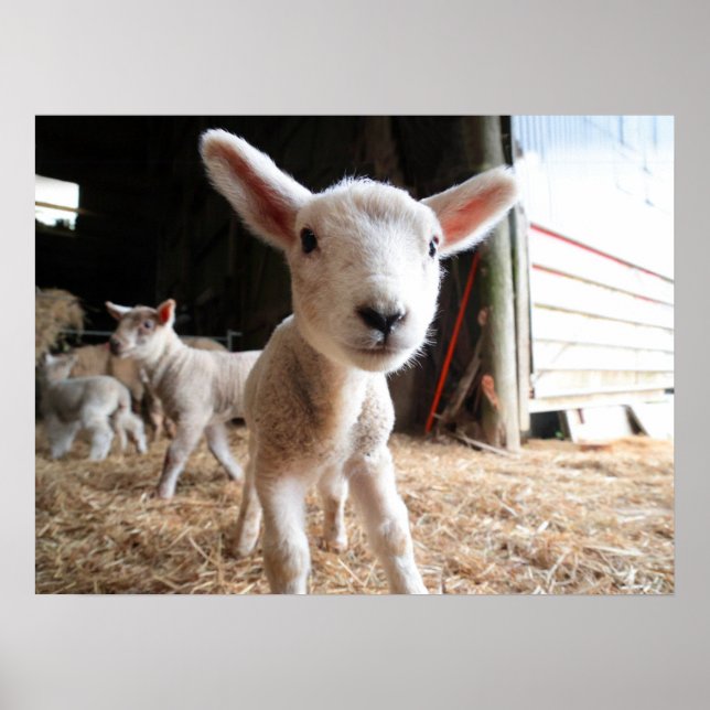 Cutest Baby djur | Cute Lamb i en anläggning Poster (Framsidan)