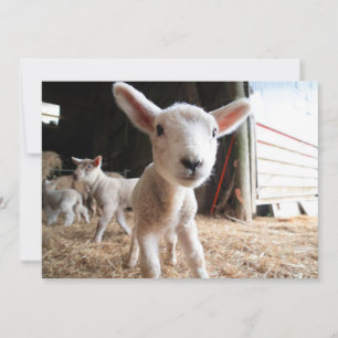 Cutest Baby djur Cute Lamb i en anläggning Tack Kort