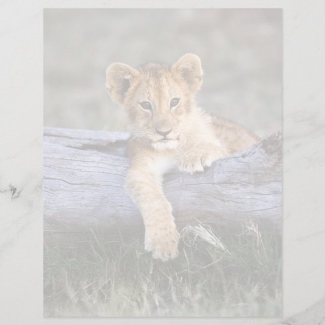 Cutest Baby djur | Cute Lejonare Unge (Framsida)
