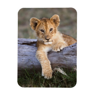 Cutest Baby djur Cute Lejonare Unge Magnet