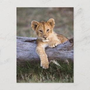 Cutest Baby djur   Cute Lejonare Unge Vykort