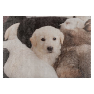 Cutest Baby djur Cute Pile of Pmariies