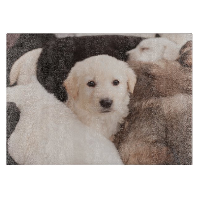 Cutest Baby djur | Cute Pile of Pmariies (Framsidan)