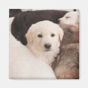 Cutest Baby djur Cute Pile of Pmariies Magnet