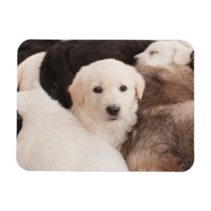 Cutest Baby djur Cute Pile of Pmariies Magnet