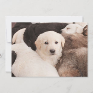 Cutest Baby djur   Cute Pile of Pmariies Tack Kort