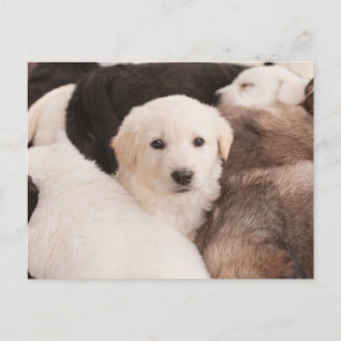 Cutest Baby djur Cute Pile of Pmariies Vykort