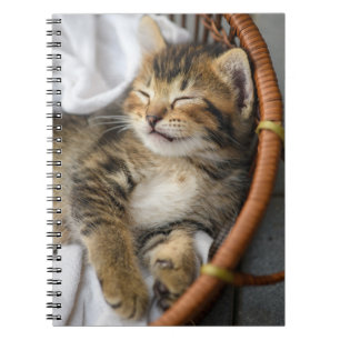 Cutest Baby djur Cute Tabby katt Sleeping Anteckningsbok