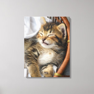 Cutest Baby djur Cute Tabby katt Sleeping Canvastryck