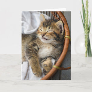 Cutest Baby djur Cute Tabby katt Sleeping Kort