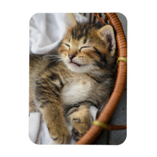 Cutest Baby djur Cute Tabby katt Sleeping Magnet