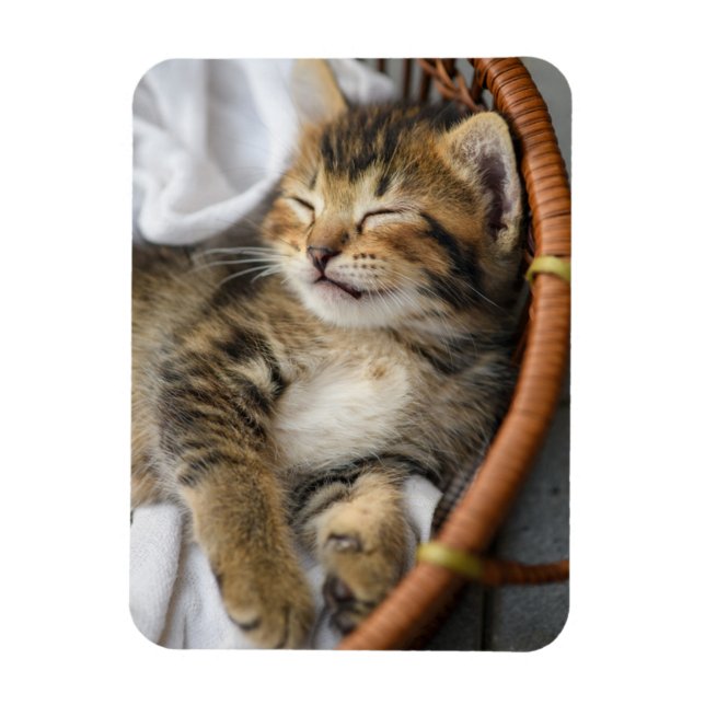 Cutest Baby djur | Cute Tabby katt Sleeping Magnet (Vertikal)