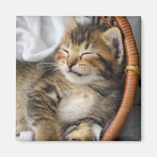 Cutest Baby djur | Cute Tabby katt Sleeping Magnet (Framsidan)