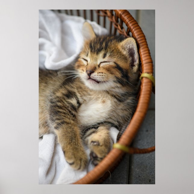 Cutest Baby djur | Cute Tabby katt Sleeping Poster (Framsidan)