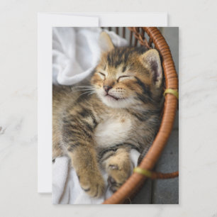Cutest Baby djur Cute Tabby katt Sleeping Tack Kort