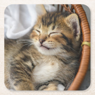 Cutest Baby djur   Cute Tabby katt Sleeping Underlägg Papper Kvadrat