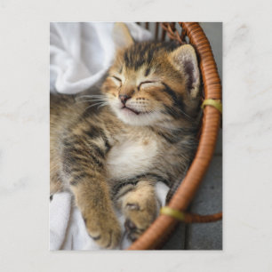 Cutest Baby djur Cute Tabby katt Sleeping Vykort