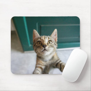 Cutest Baby djur Cute Tabby Kitten Musmatta