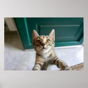 Cutest Baby djur   Cute Tabby Kitten Poster