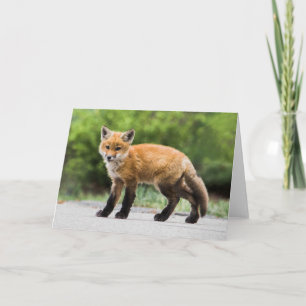 Cutest Baby djur Cutey Fox Kort