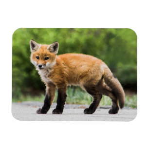 Cutest Baby djur Cutey Fox Magnet