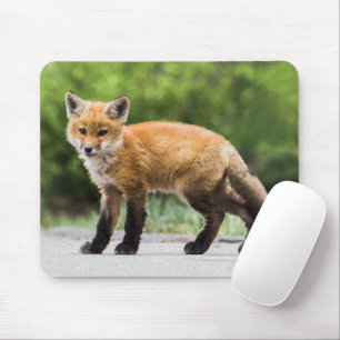 Cutest Baby djur Cutey Fox Musmatta