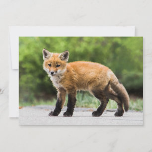 Cutest Baby djur Cutey Fox Tack Kort