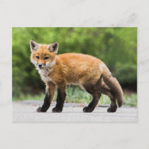 Cutest Baby djur   Cutey Fox Vykort